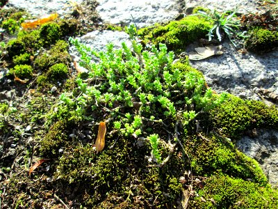 Scharfer Mauerpfeffer (Sedum acre) in Alt-Saarbrücken