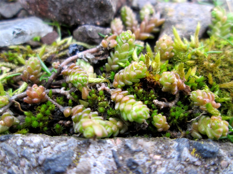 Scharfer Mauerpfeffer (Sedum acre) auf einem Parkplatz in Brebach