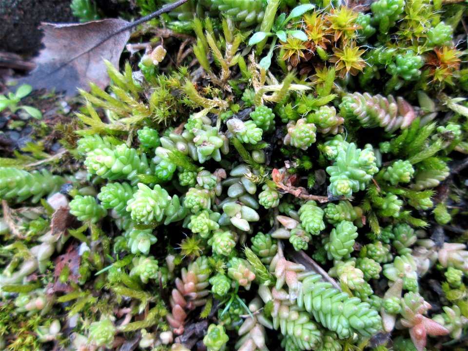 Scharfer Mauerpfeffer (Sedum acre) auf einem Parkplatz in Brebach