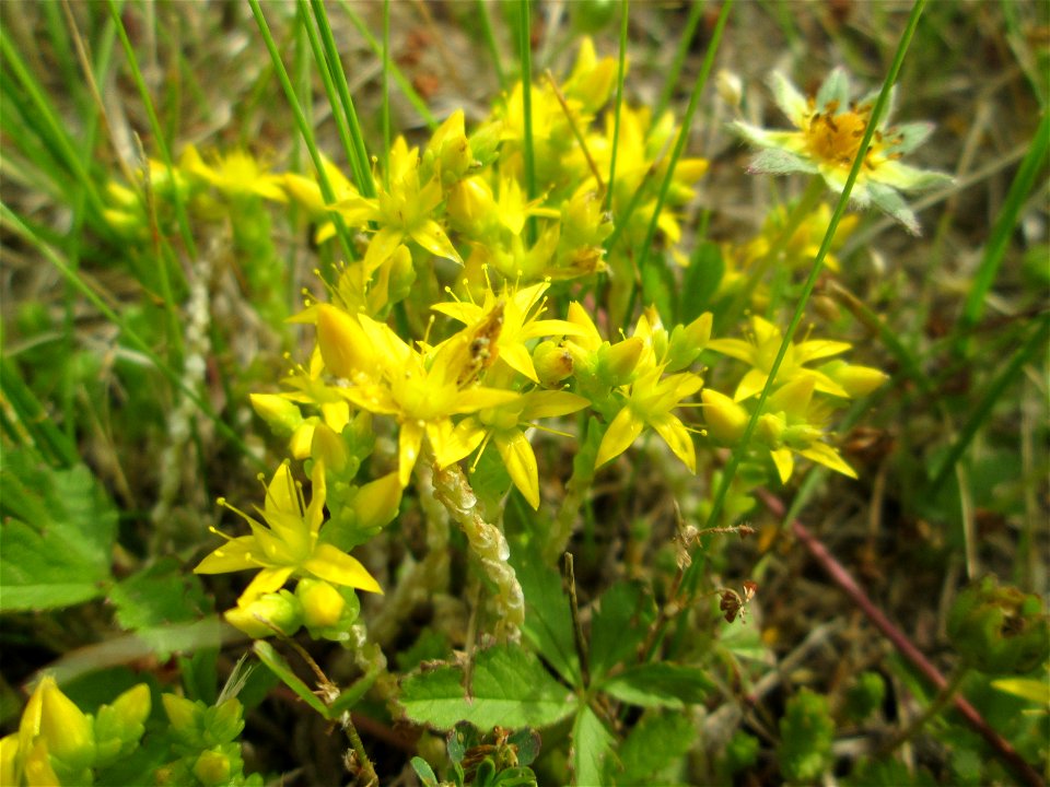 Scharfer Mauerpfeffer (Sedum acre) in Brebach