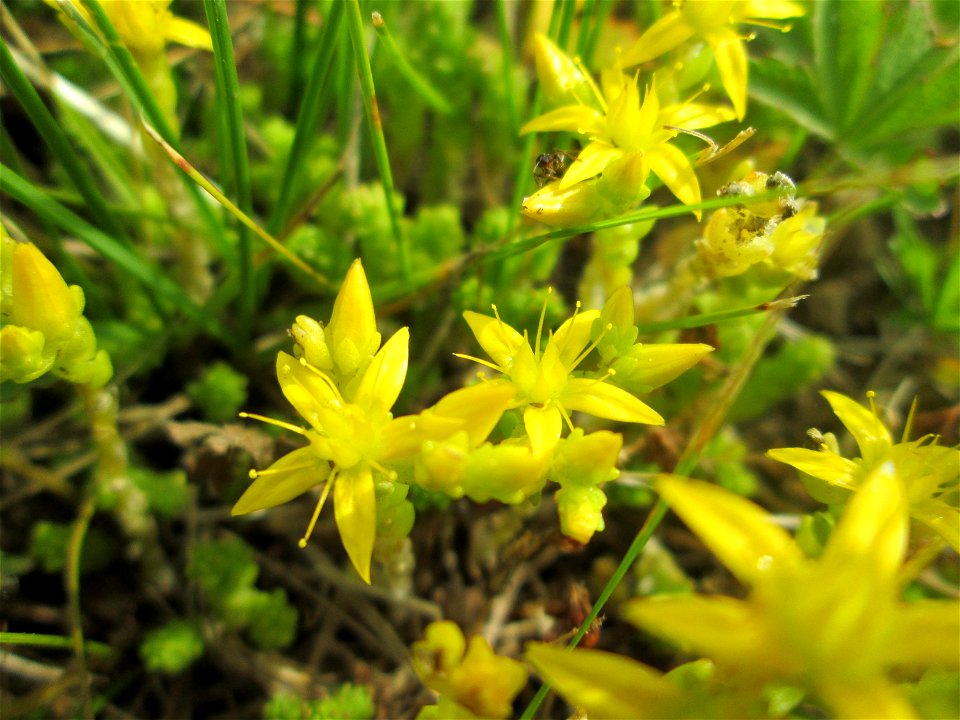 Scharfer Mauerpfeffer (Sedum acre) in Brebach