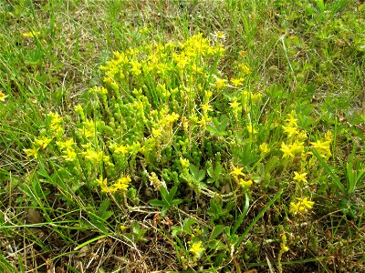 Scharfer Mauerpfeffer (Sedum acre) in Brebach