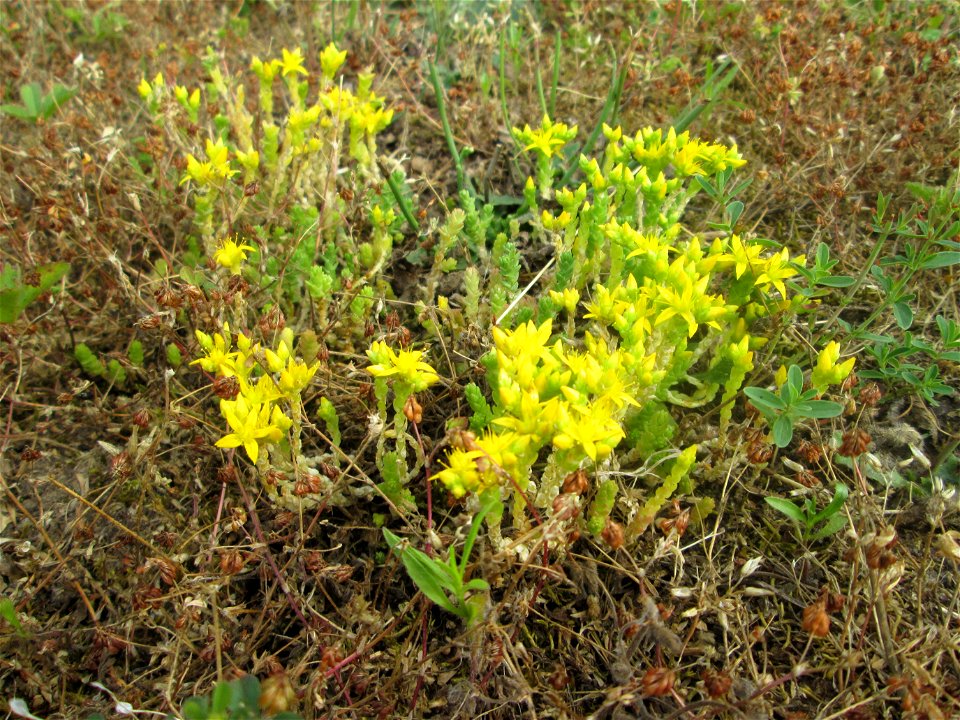 Scharfer Mauerpfeffer (Sedum acre) in Brebach