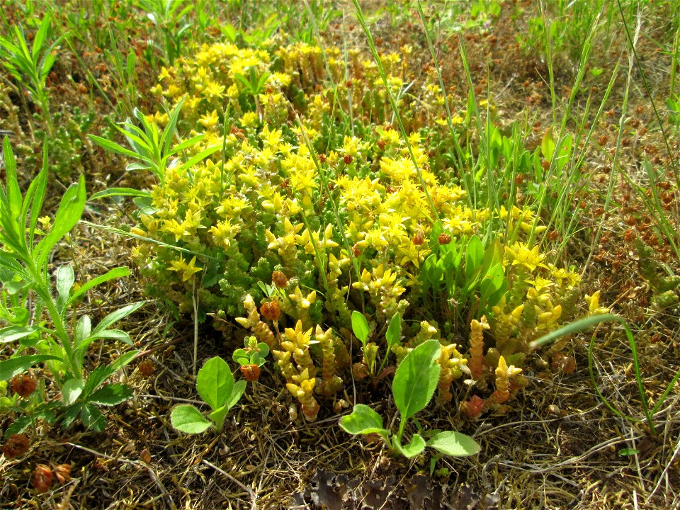 Scharfer Mauerpfeffer (Sedum acre) in Brebach