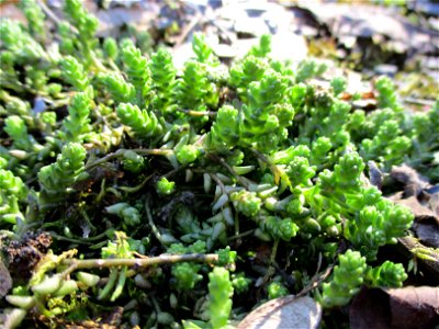 Scharfer Mauerpfeffer (Sedum acre) im Naturschutzgebiet „St. Arnualer Wiesen“