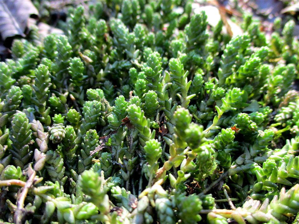 Scharfer Mauerpfeffer (Sedum acre) im Naturschutzgebiet „St. Arnualer Wiesen“