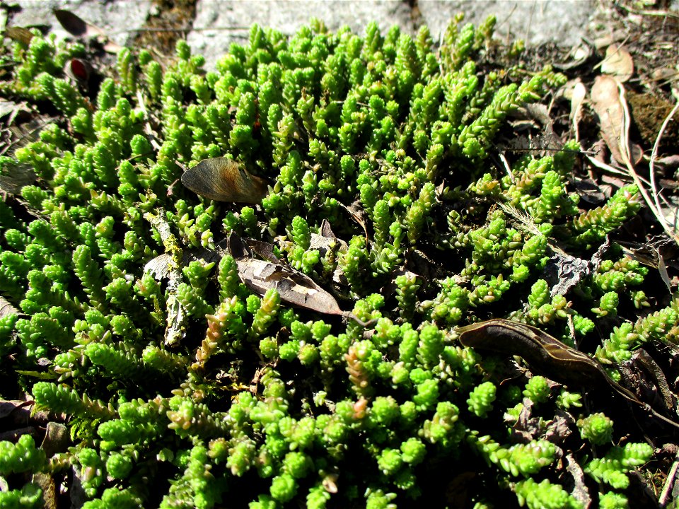Scharfer Mauerpfeffer (Sedum acre) an der A620 in Alt-Saarbrücken