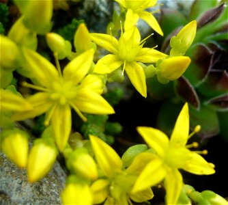 Sedum acre.