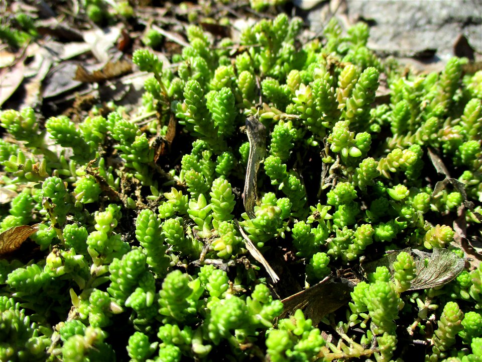 Scharfer Mauerpfeffer (Sedum acre) an der A620 in Alt-Saarbrücken