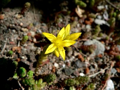 Image title: Little yellow flower
Image from Public domain images website, http://www.public-domain-image.com/full-image/flora-plants-public-domain-images-pictures/flowers-public-domain-images-picture