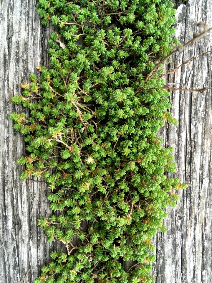 Biting Stonecrop (Sedum acre)