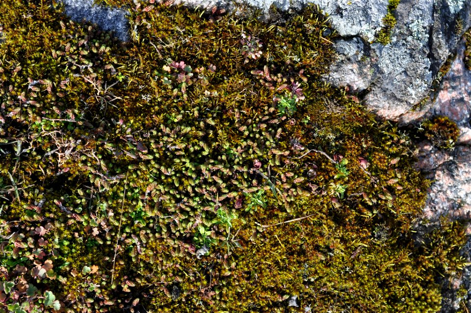 Biting Stonecrop (Sedum acre)