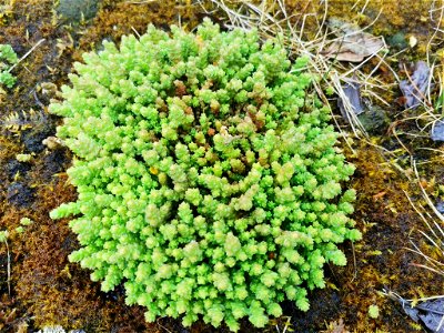 Biting Stonecrop (Sedum acre)