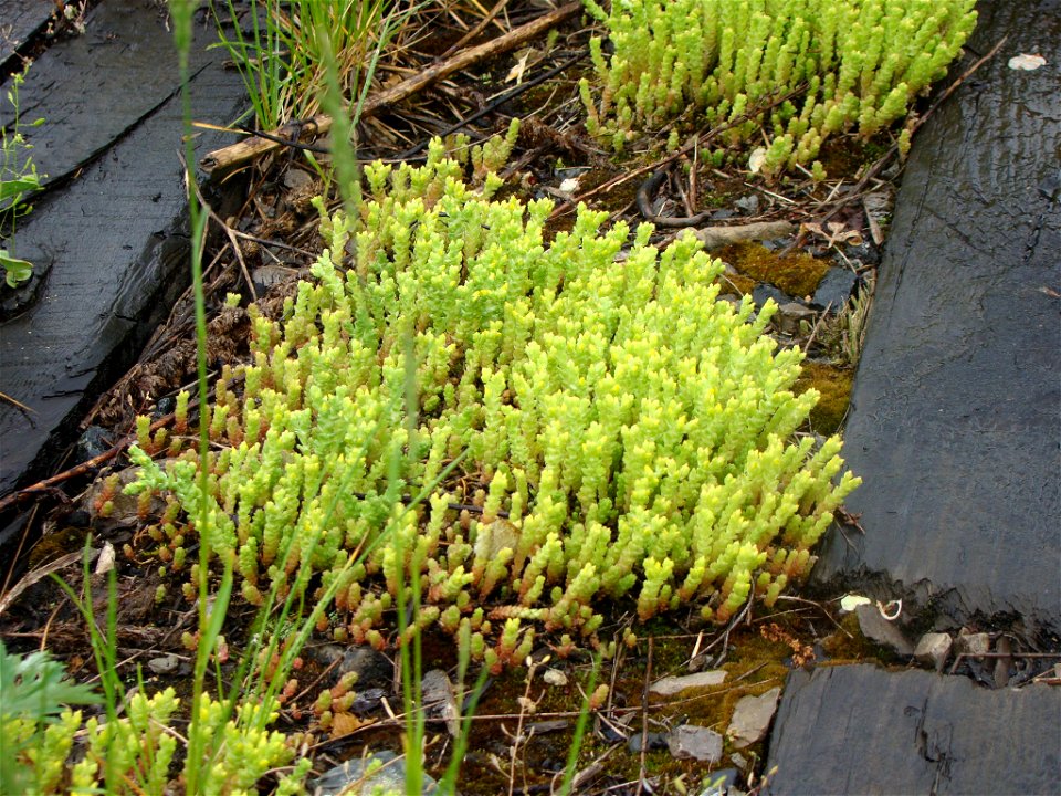 Biting Stonecrop (Sedum acre)