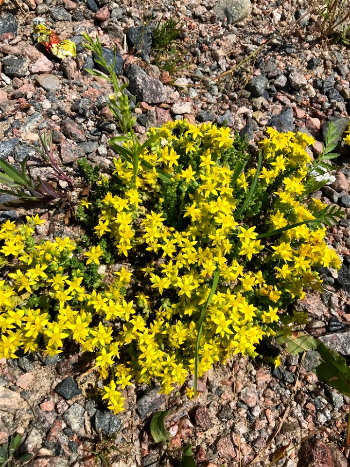 Biting Stonecrop (Sedum acre)