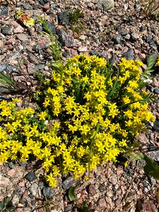 Biting Stonecrop (Sedum acre)