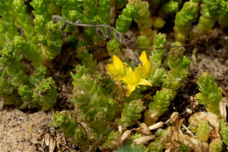 Biting Stonecrop (Sedum acre)
