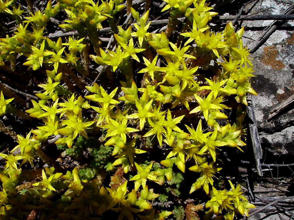 Sedum acre in the wld, Castelltallat Catalonia