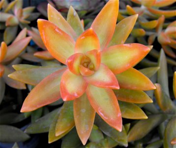 Sedum nussbaumerianum at the San Diego Home & Garden Show, Del Mar, California, USA. Identified by exhibitor's sign.