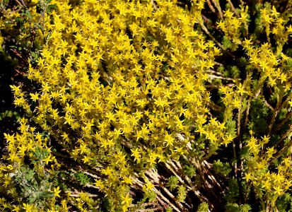 Goldmoss stonecrop (Sedum acre). Ukraine, Vinnytsia Oblast, Vinnytsia Raion.