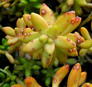 Sedum nussbaumerianum at the Huntington Library & Botanical Gardens in San Marino, California, USA. Identified by sign. It seems to be a bit ill.
