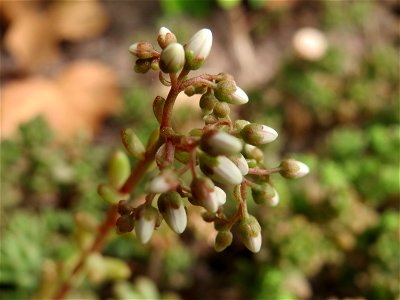 Weiße Fetthenne (Sedum album) im Landesgartenschaupark Hockenheim