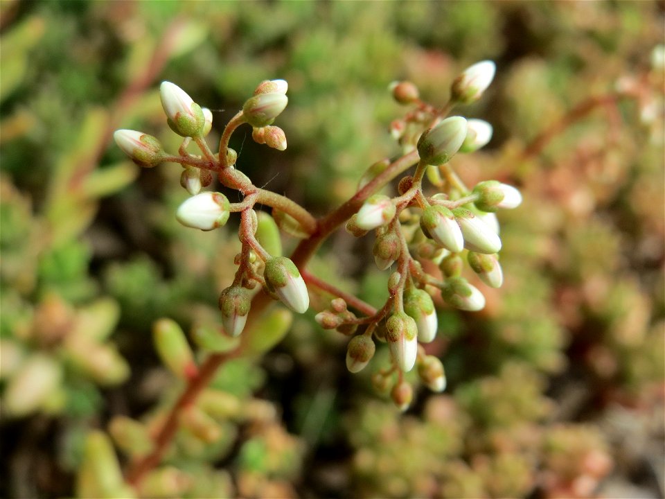 Weiße Fetthenne (Sedum album) im Landesgartenschaupark Hockenheim