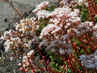 Weiße Fetthenne (Sedum album) in Hockenheim