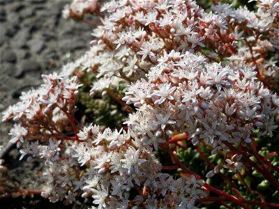 Weiße Fetthenne (Sedum album) in Hockenheim