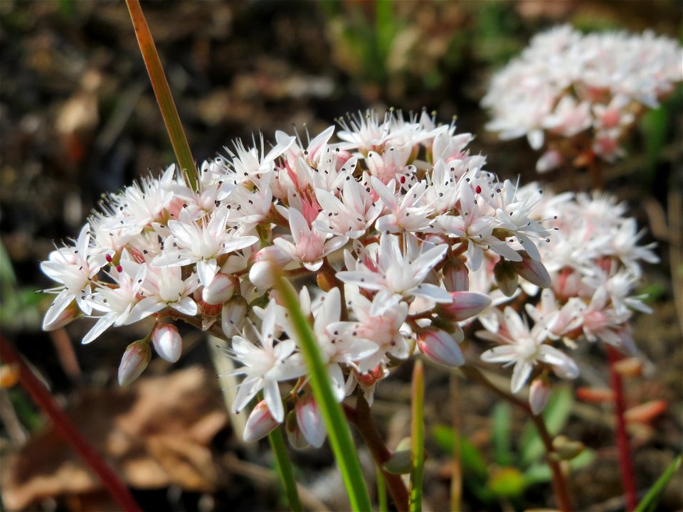 Weiße Fetthenne (Sedum album) in Hockenheim