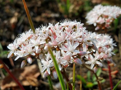 Weiße Fetthenne (Sedum album) in Hockenheim