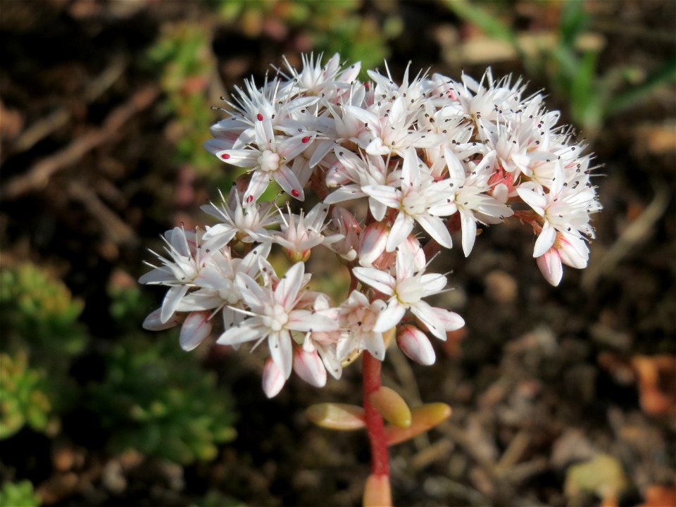 Weiße Fetthenne (Sedum album) in Hockenheim