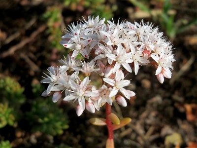 Weiße Fetthenne (Sedum album) in Hockenheim