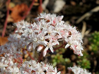 Weiße Fetthenne (Sedum album) in Hockenheim