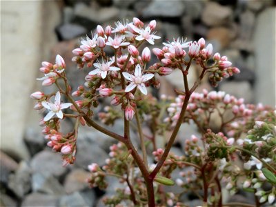 Weiße Fetthenne (Sedum album) am Bahnhof Saarbrücken Ost