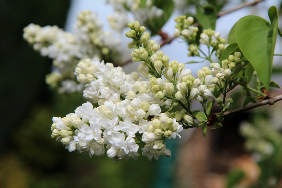 Lilac white double flowering spring-flowering
