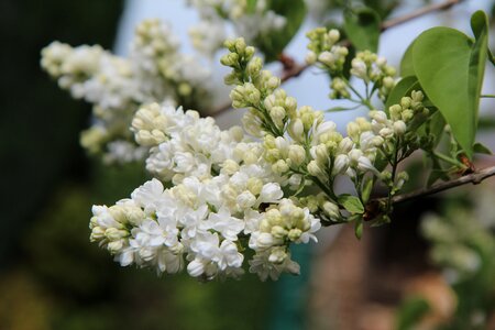 Lilac white double flowering spring-flowering photo