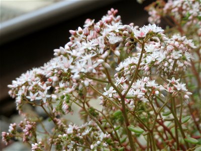 Weiße Fetthenne (Sedum album) am Bahnhof Saarbrücken Ost