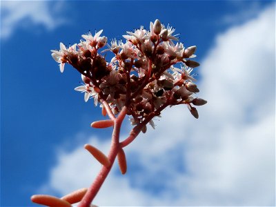 Weiße Fetthenne (Sedum album) an einer Mauer in Hockenheim