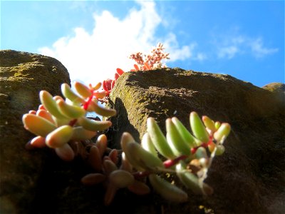 Weiße Fetthenne (Sedum album) an einer Mauer in Hockenheim