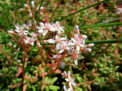 Weiße Fetthenne (Sedum album) am Straßenrand in Hockenheim