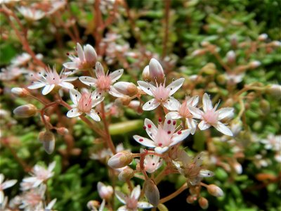 Weiße Fetthenne (Sedum album) am Straßenrand in Hockenheim
