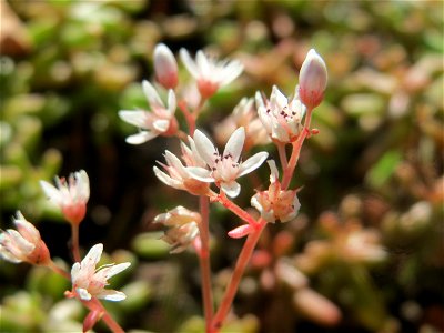 Weiße Fetthenne (Sedum album) am Straßenrand in Hockenheim