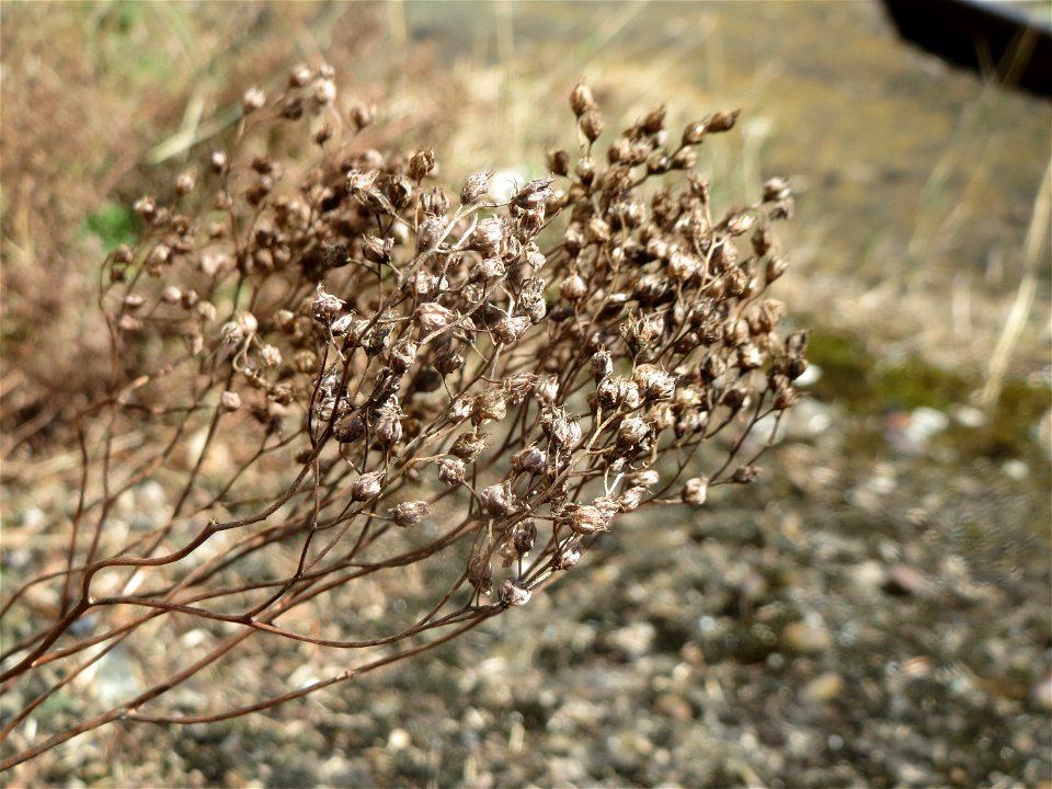 Verblühte Weiße Fetthenne (Sedum album) am Bahnhof Saarbrücken Ost