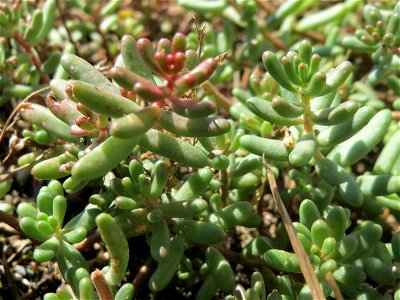 Verblühte Weiße Fetthenne (Sedum album) am Bahnhof Saarbrücken Ost