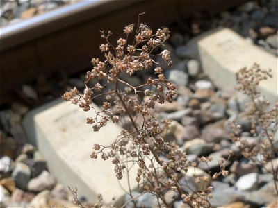 Verblühte Weiße Fetthenne (Sedum album) am Bahnhof Saarbrücken Ost