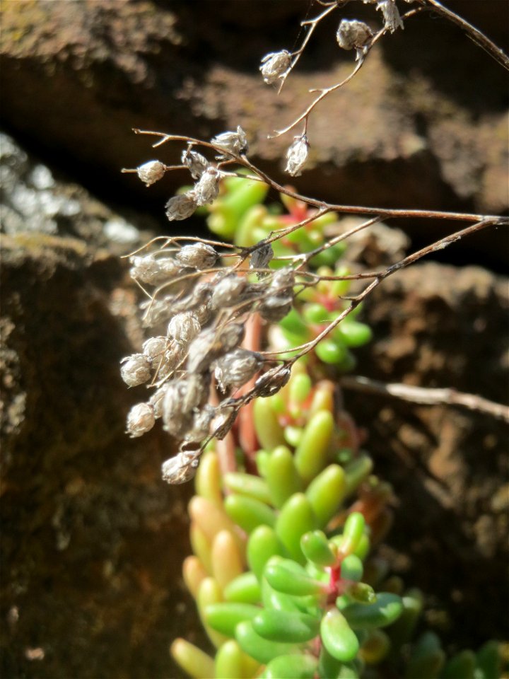 Weiße Fetthenne (Sedum album) an einer Mauer in Hockenheim
