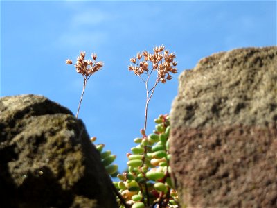 Weiße Fetthenne (Sedum album) an einer Mauer in Hockenheim