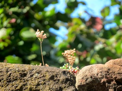 Weiße Fetthenne (Sedum album) an einer Mauer in Hockenheim