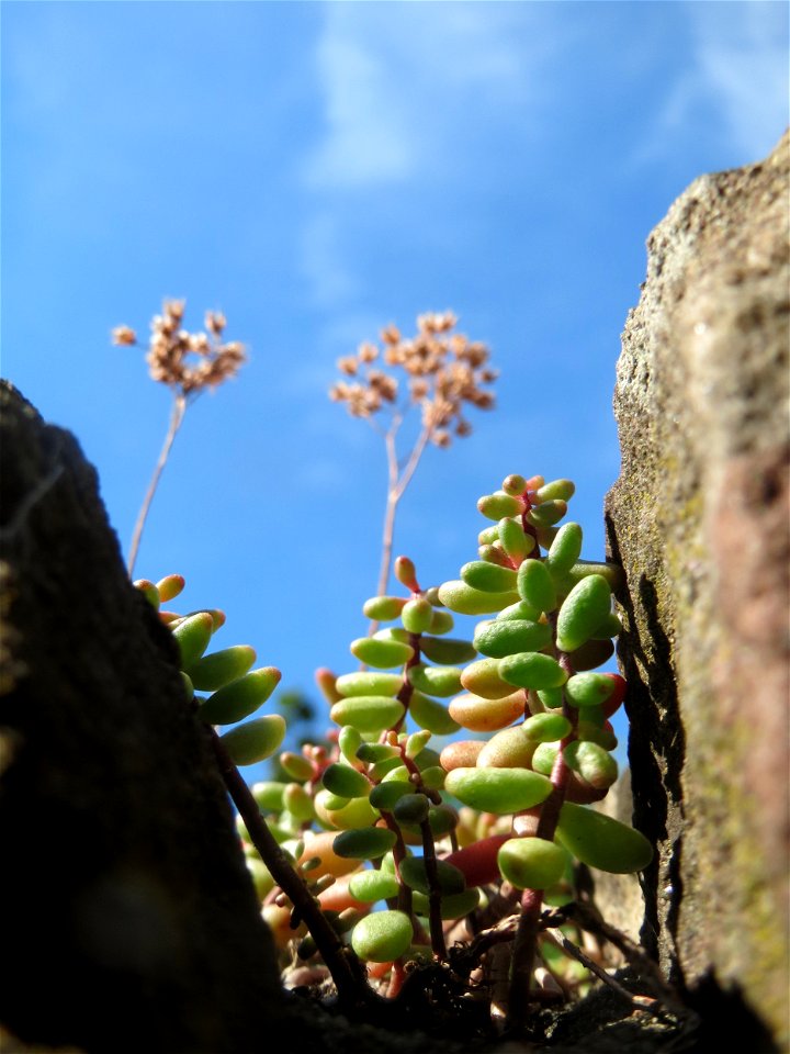 Weiße Fetthenne (Sedum album) an einer Mauer in Hockenheim